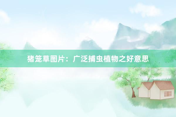 猪笼草图片：广泛捕虫植物之好意思